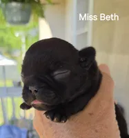 Beth Dutton, a female French Bulldog for sale in Pensacola, FL – 3 of 10