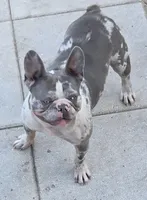 Rainwater Merle, a male French Bulldog for sale in Pensacola, FL – 7 of 9