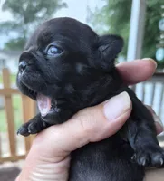 Angela Blue Thunder, a female French Bulldog for sale in Pensacola, FL – 1 of 5