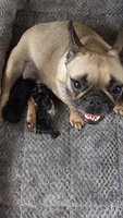 Beth Dutton, a female French Bulldog for sale in Pensacola, FL – 10 of 10