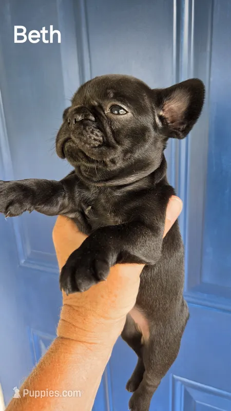 Beth Dutton (mini) – French Bulldog puppy for sale in Pensacola, FL