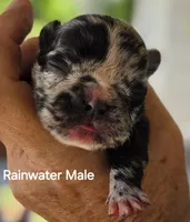 Rainwater, a male French Bulldog for sale in Pensacola, FL – 2 of 10
