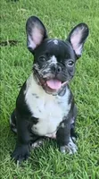 Oreo carries blue & cocoa, a male French Bulldog for sale in Pensacola, FL – 1 of 4