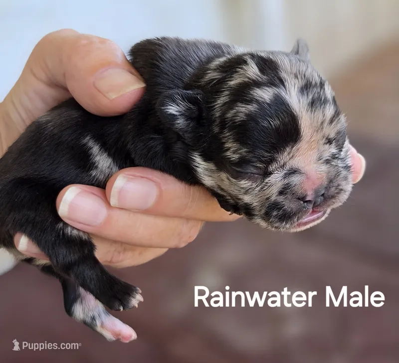 Rainwater – French Bulldog puppy for sale in Pensacola, FL