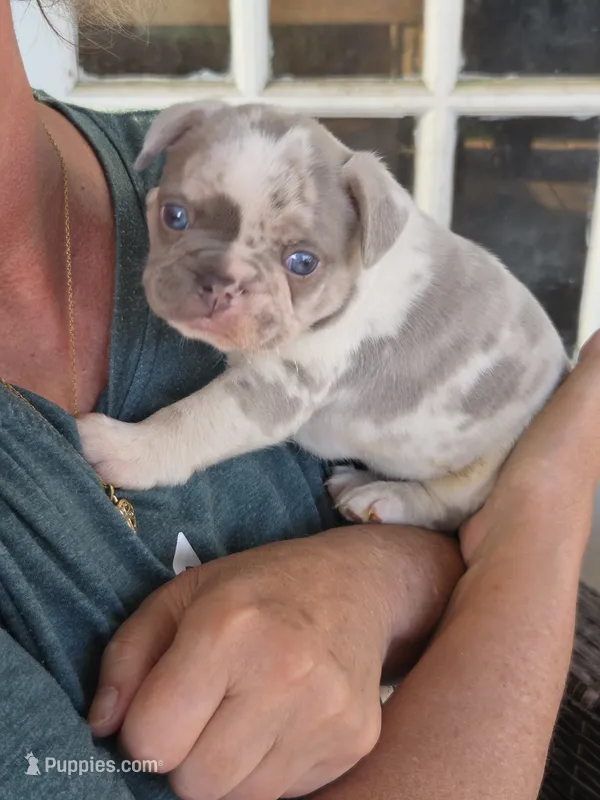 BamBam (Lilac Merle) – French Bulldog puppy for sale in Pensacola, FL