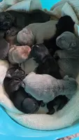 Stripe Frenglish, a male English Bulldog and French Bulldog for sale in Pensacola, FL – 3 of 7