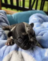 Domino 88/12, a male Frenchton for sale in Pensacola, FL – 3 of 10