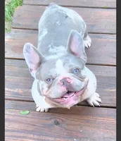 Marzipan 88/12 Lilac merle, a male French Bulldog and Frenchton for sale in Pensacola, FL – 2 of 7