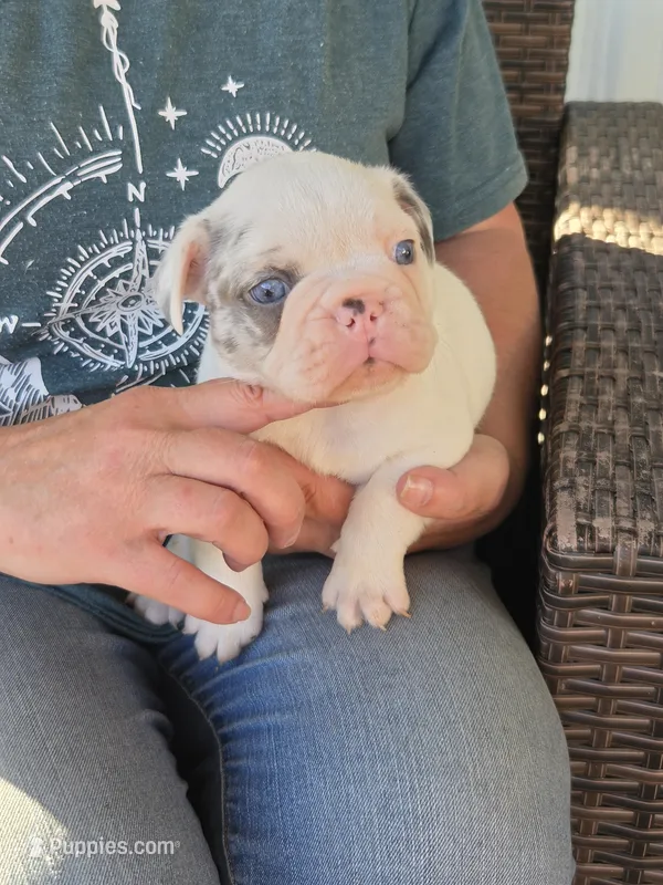 Merle'in (Lilac Merle Pied)  – French Bulldog puppy for sale in Pensacola, FL