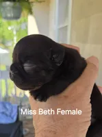 Beth Dutton, a female French Bulldog for sale in Pensacola, FL – 7 of 10