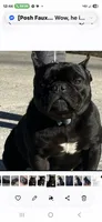Legend, a male French Bulldog and Staffordshire Bull Terrier for sale in Pensacola, FL – 2 of 5