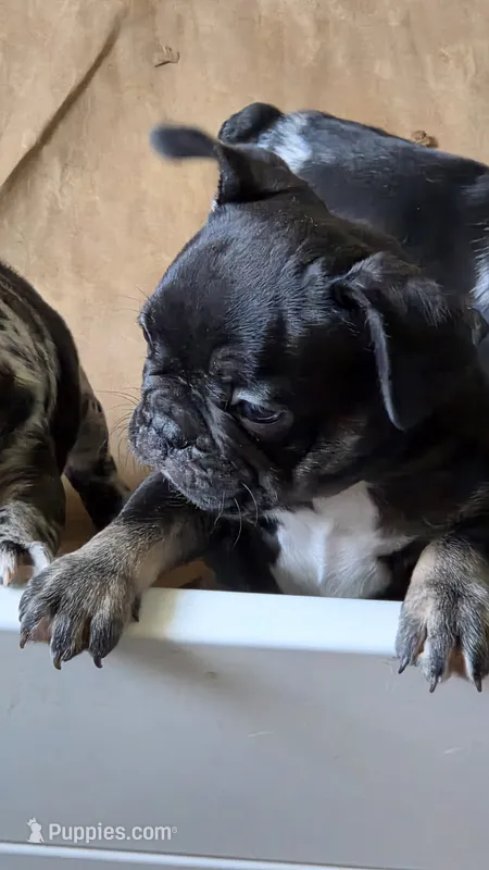 Tate Blk Tan point – French Bulldog puppy for sale in Pensacola, FL