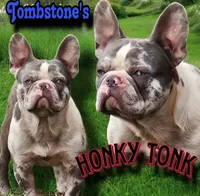 Domino 88/12, a male Frenchton for sale in Pensacola, FL – 7 of 10