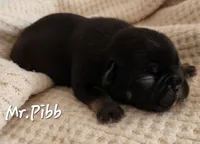 Mr.Pibb (Chocolate tan point) 88/12%, a male French Bulldog and Frenchton for sale in Pensacola, FL – 3 of 6