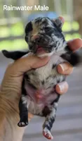 Rainwater, a male French Bulldog for sale in Pensacola, FL – 6 of 10