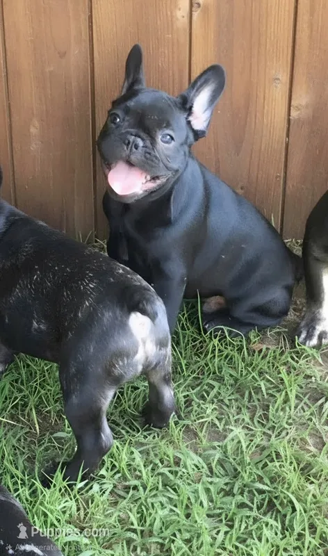 COWBOY – French Bulldog puppy for sale in Pensacola, FL