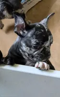 Rainwater Merle, a male French Bulldog for sale in Pensacola, FL – 1 of 9