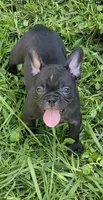 Poppy, a female French Bulldog for sale in Pensacola, FL – 3 of 4