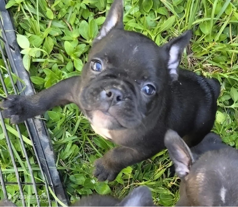 Gem – French Bulldog, Shorty Bull puppy for sale in Pensacola, FL