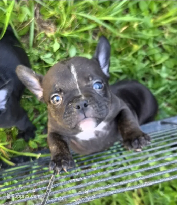 Spike – French Bulldog, Shorty Bull puppy for sale in Pensacola, FL