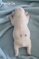 Merle'in (Lilac Merle Pied) 88/12%, a male French Bulldog and Frenchton for sale in Pensacola, FL – 3 of 5