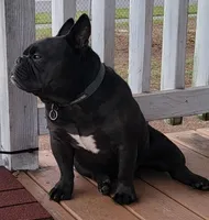 Prince (French shorty Bulldog), a male French Bulldog and Shorty Bull for sale in Clarksville, TN – Photo 1 of 2