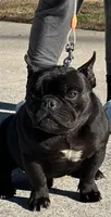 Prince (French shorty Bulldog), a male French Bulldog and Shorty Bull for sale in Clarksville, TN – Photo 2 of 2