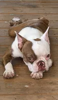 Beanie, a female Boston Terrier and Frenchton for sale in Pensacola, FL – 3 of 7