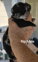 Rip, a female French Bulldog for sale in Pensacola, FL – 5 of 5