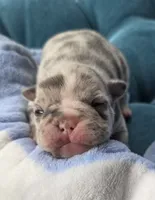 Marzipan 88/12 , a male Frenchton for sale in Pensacola, FL – 3 of 10