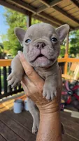 Carmello Isabella, a male French Bulldog for sale in Pensacola, FL – 3 of 3
