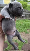 Ocean, a male French Bulldog for sale in Pensacola, FL – 2 of 2