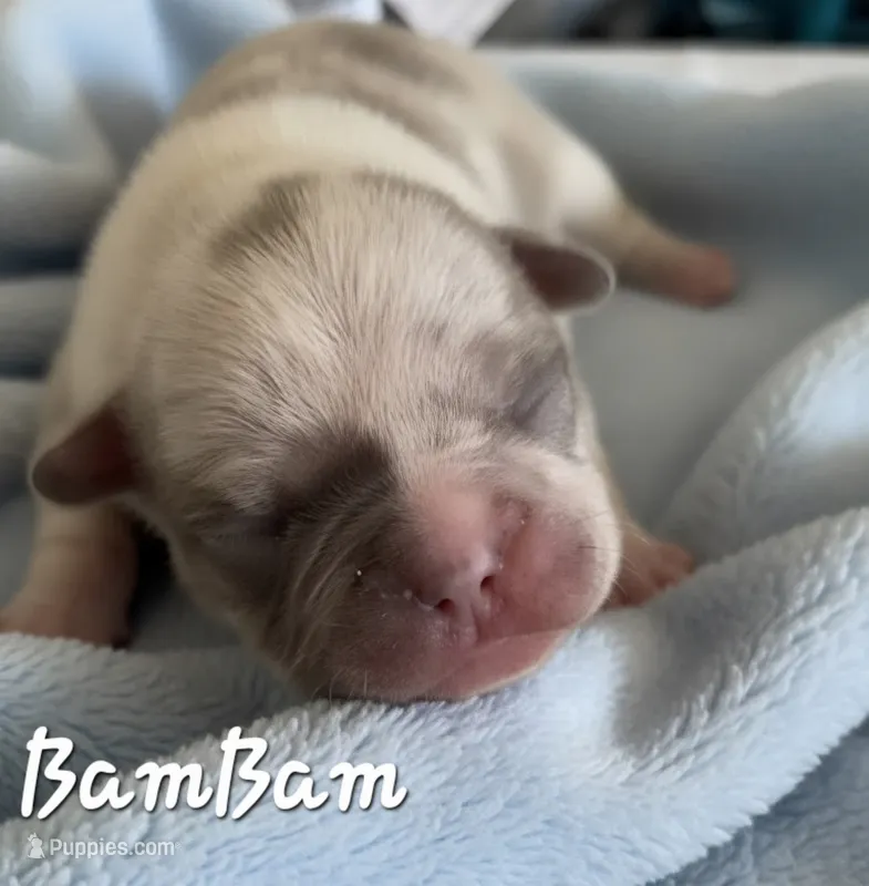 BamBam (Lilac Merle 88/12% – French Bulldog, Frenchton puppy for sale in Pensacola, FL