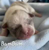 BamBam (Lilac Merle 88/12%, a male French Bulldog and Frenchton for sale in Pensacola, FL – 1 of 6