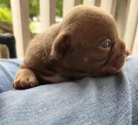 Mars, a male French Bulldog and Staffordshire Bull Terrier for sale in Pensacola, FL – 5 of 10