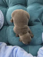 Cadbury 88/12, a male Frenchton for sale in Pensacola, FL – 6 of 10