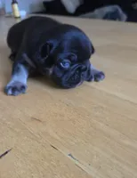 Mr.Pibb Coco Tan point, a male French Bulldog for sale in Pensacola, FL – 2 of 10