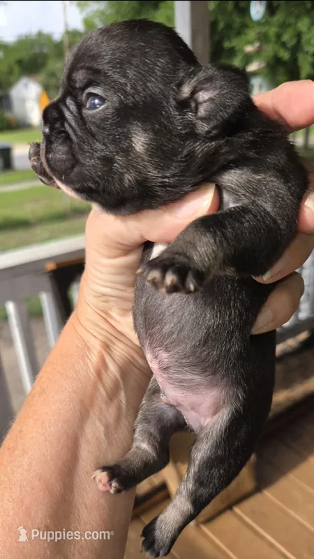 Tate – French Bulldog puppy for sale in Pensacola, FL