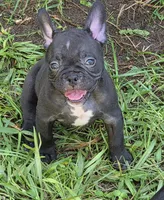 Gem, a female French Bulldog and Shorty Bull for sale in Pensacola, FL – 2 of 6