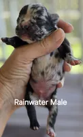 Rainwater, a male French Bulldog for sale in Pensacola, FL – 7 of 10