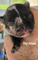 Rip, a female French Bulldog for sale in Pensacola, FL – 4 of 5