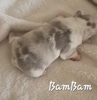 BamBam (Lilac Merle 88/12%, a male French Bulldog and Frenchton for sale in Pensacola, FL – 4 of 6