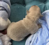Bit-O-Honey 88/12 Isabella, a male Frenchton for sale in Pensacola, FL – 3 of 10