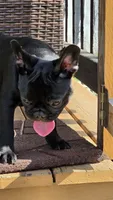 JET, a male French Bulldog for sale in Pensacola, FL – 4 of 4