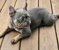 Gem, a female French Bulldog and Shorty Bull for sale in Pensacola, FL – 6 of 6