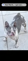 Tango  (Black Tan Point), a male French Bulldog for sale in Pensacola, FL – 8 of 9