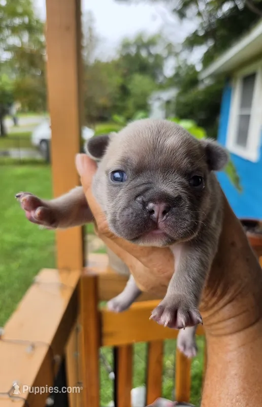 Bit-O-Honey 88/12 Isabella – Frenchton puppy for sale in Pensacola, FL