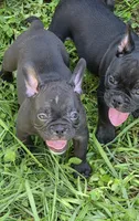 Gem, a female French Bulldog and Shorty Bull for sale in Pensacola, FL – 3 of 6