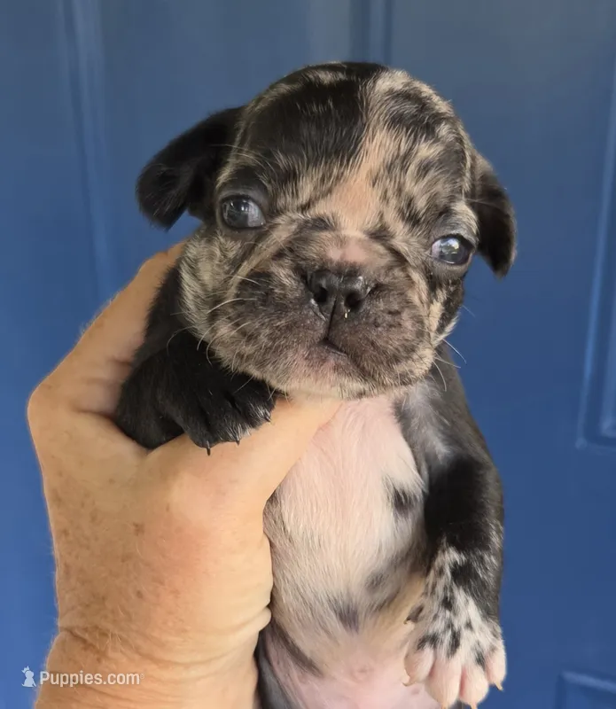 Rainwater – French Bulldog puppy for sale in Pensacola, FL
