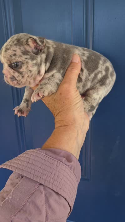 Marzipan 88/12 Lilac merle, a male French Bulldog and Frenchton for sale in Pensacola, FL – 7 of 7